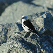 Snow Bunting