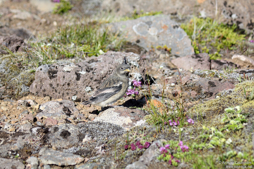 Snow Bunting female juvenile