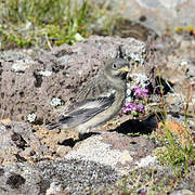 Snow Bunting