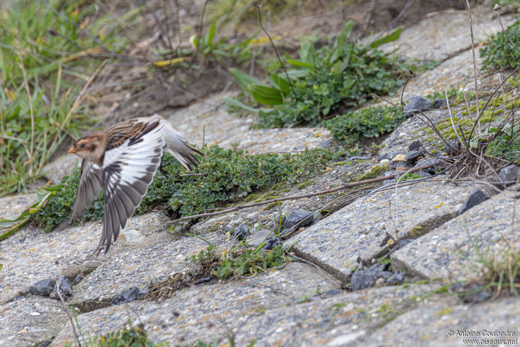 Snow Bunting