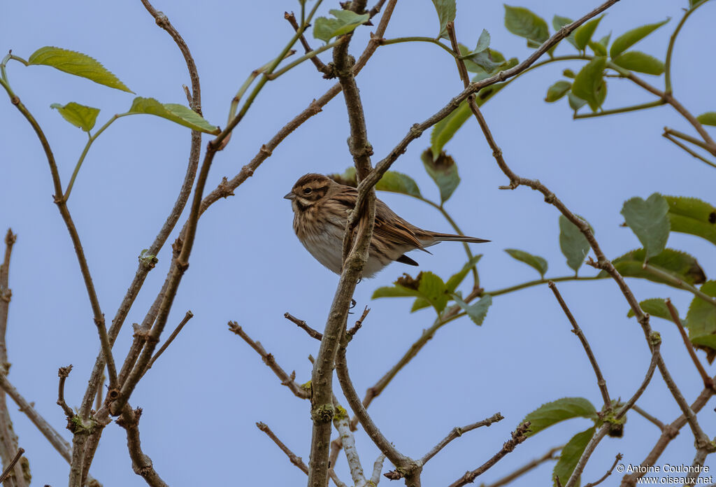 Common Reed Bunting female adult post breeding