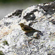 Bruant jaune