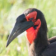 Southern Ground Hornbill