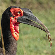 Southern Ground Hornbill