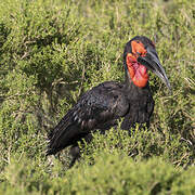 Southern Ground Hornbill