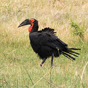 Southern Ground Hornbill