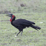 Southern Ground Hornbill