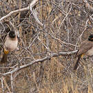 Bulbul brunoir