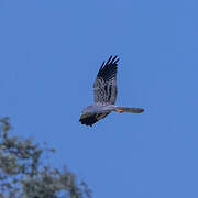 Montagu's Harrier