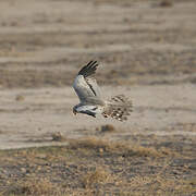 Montagu's Harrier