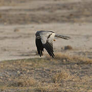 Montagu's Harrier