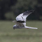 Montagu's Harrier
