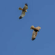 Western Marsh Harrier