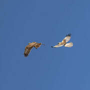 Western Marsh Harrier