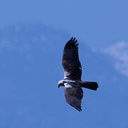 Western Marsh Harrier