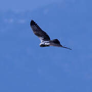 Western Marsh Harrier