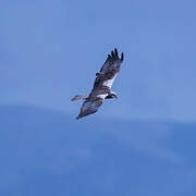 Western Marsh Harrier