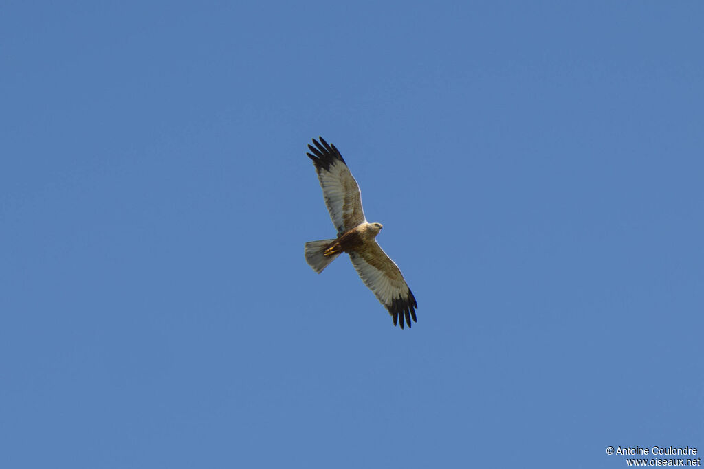 Western Marsh Harrier male adult, courting display