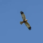 Western Marsh Harrier