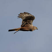 African Marsh Harrier