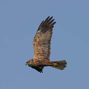 African Marsh Harrier