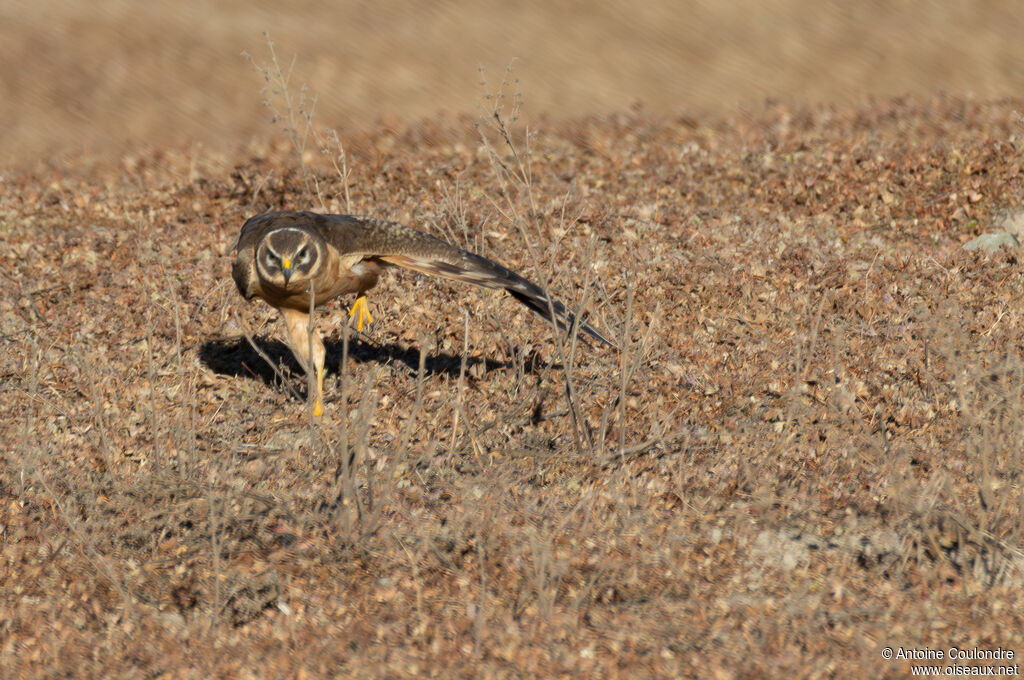 Busard pâleimmature
