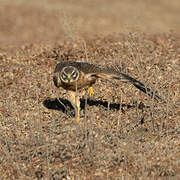 Pallid Harrier