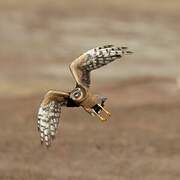 Pallid Harrier