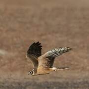Pallid Harrier