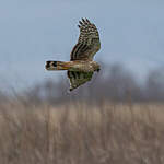 Busard Saint-Martin