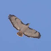 Augur Buzzard