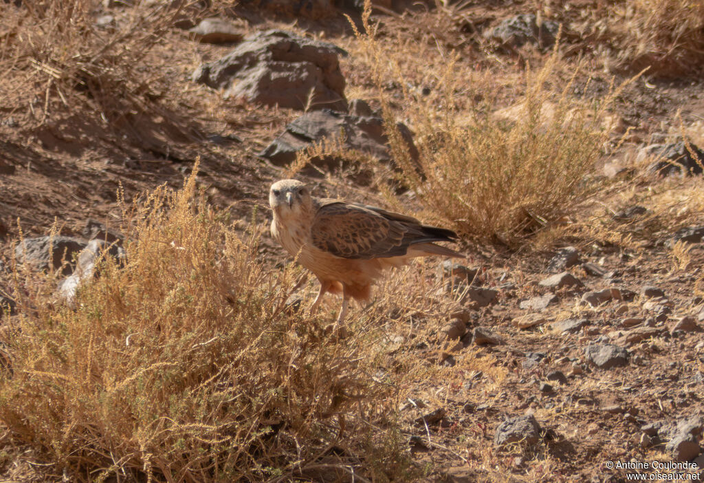 Long-legged Buzzardadult