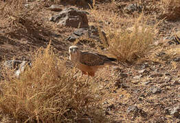 Long-legged Buzzard