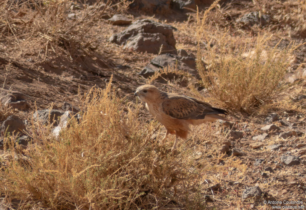 Long-legged Buzzard