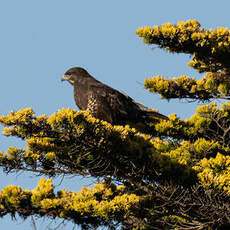 Buse variable