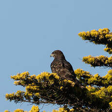 Buse variable
