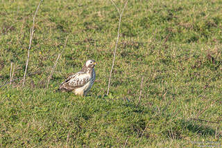 Buse variable adulte