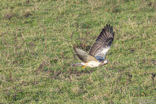 Buse variable adulte
