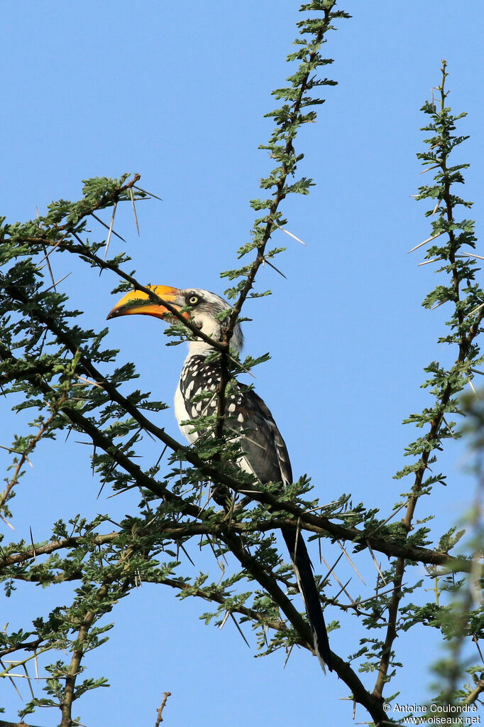 Eastern Yellow-billed Hornbilladult