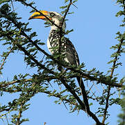 Eastern Yellow-billed Hornbill