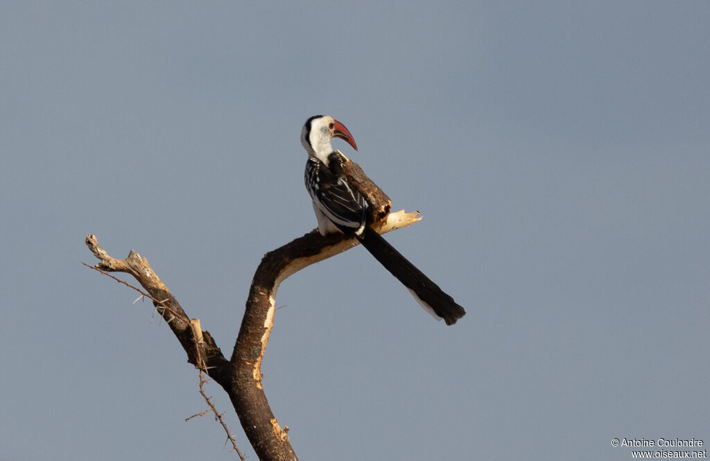 Northern Red-billed Hornbilladult