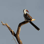 Northern Red-billed Hornbill