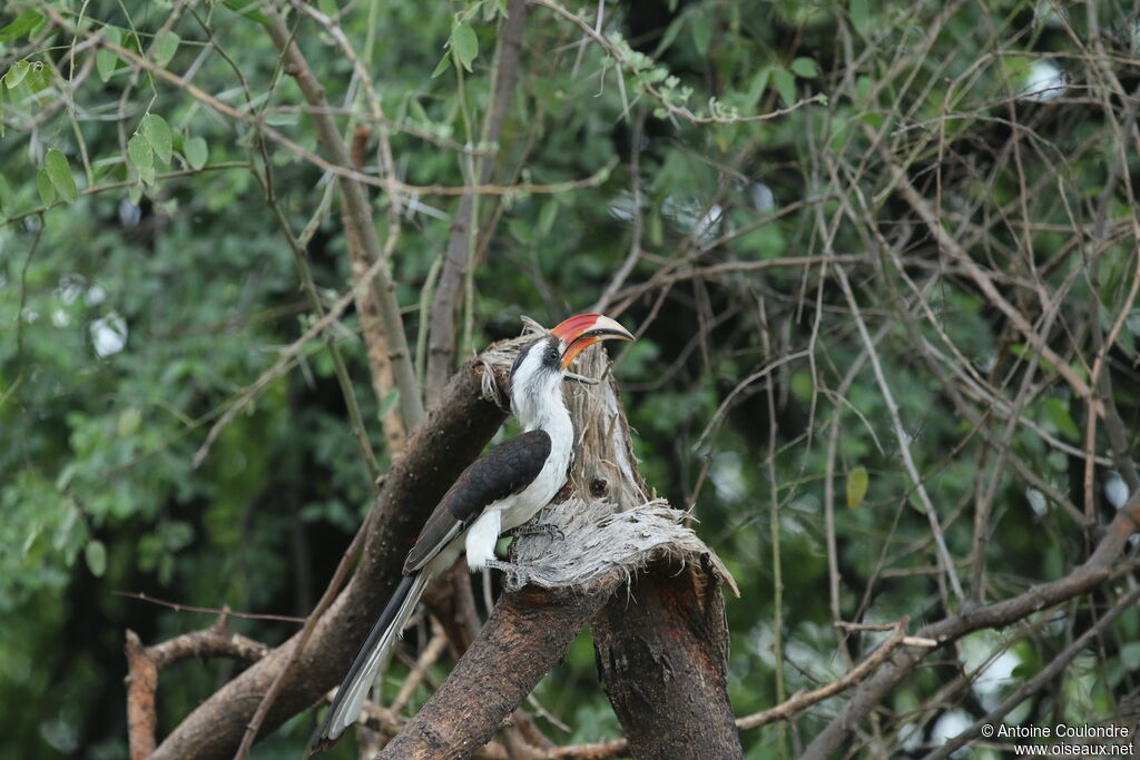 Calao à bec rouge, habitat