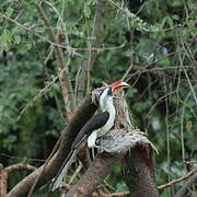 Northern Red-billed Hornbill