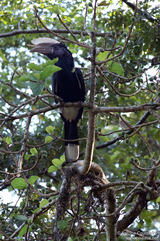 Silvery-cheeked Hornbill