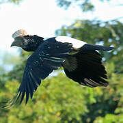 Silvery-cheeked Hornbill