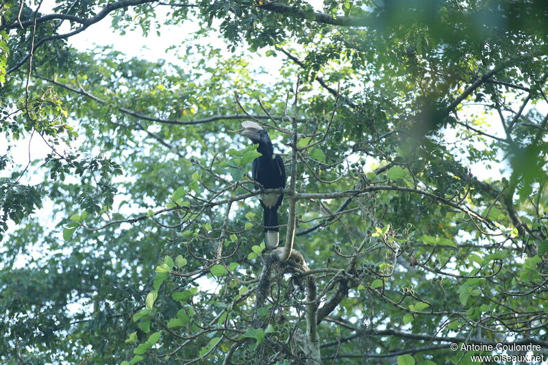 Calao à joues argentadulte, habitat