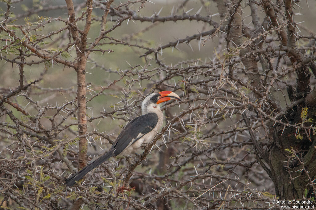 Von der Decken's Hornbill female adult