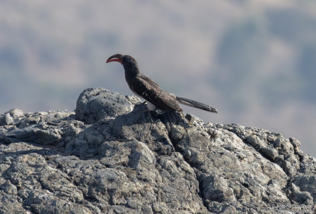Hemprich's Hornbill male adult