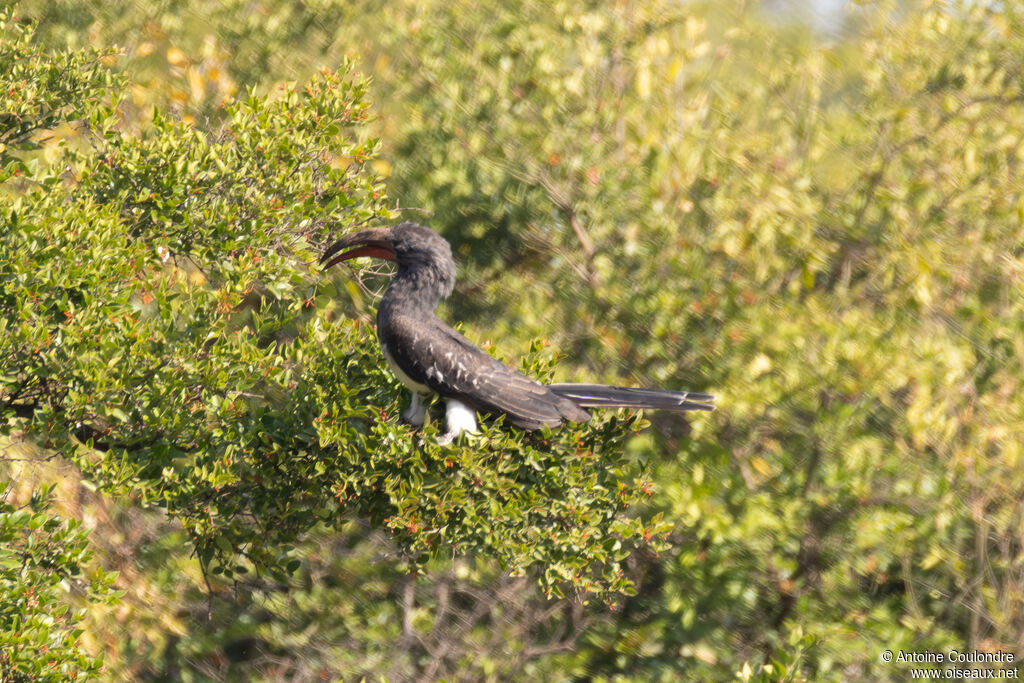 Hemprich's Hornbill male adult, eats